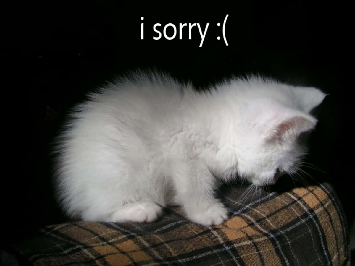 Sfondoper Computer O Telefono: Spiacenti, Immagine Di Un Adorabile Gatto Bianco