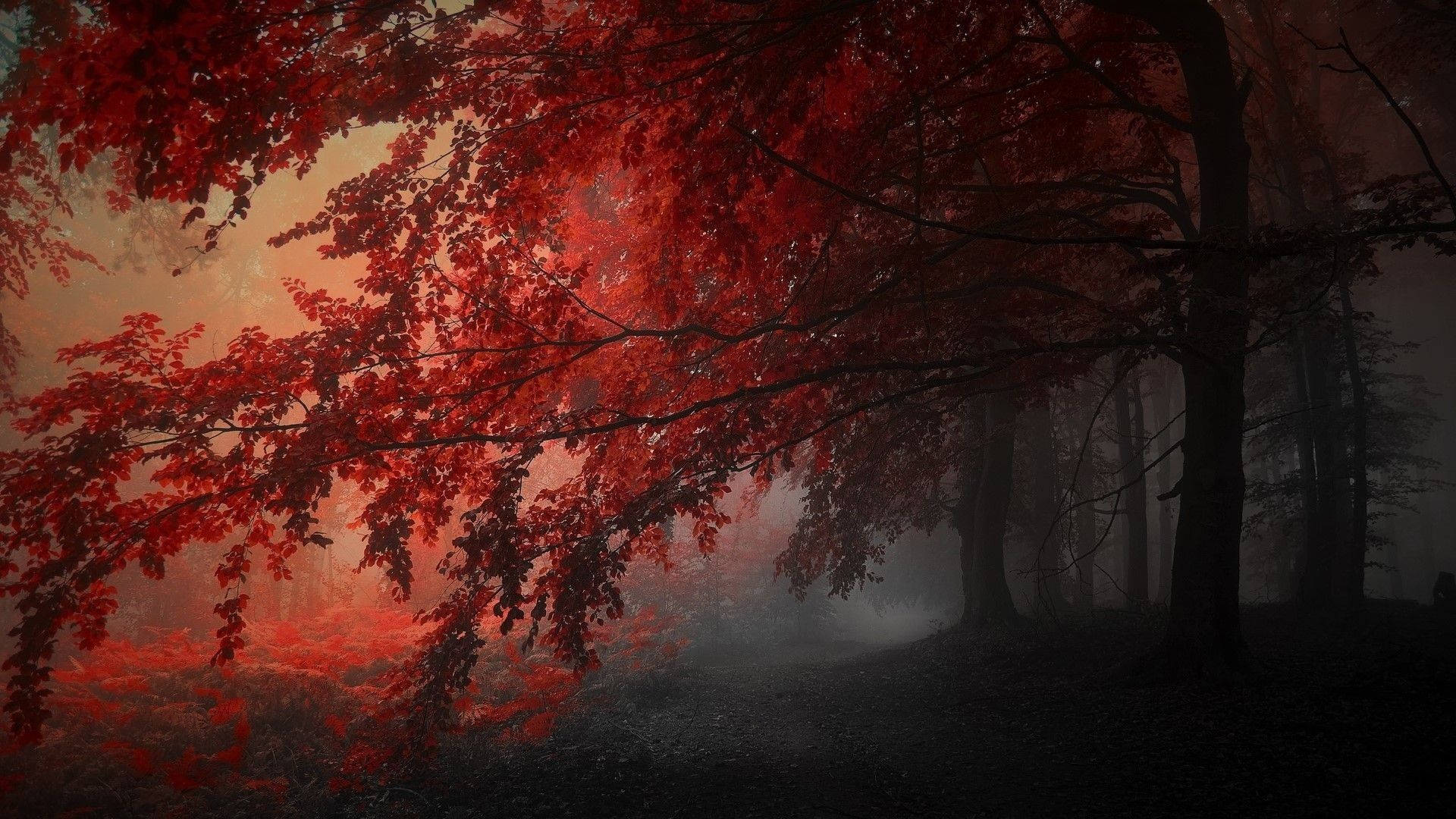 Sort Og Rødt Træ I Løbet Af Efteråret Wallpaper