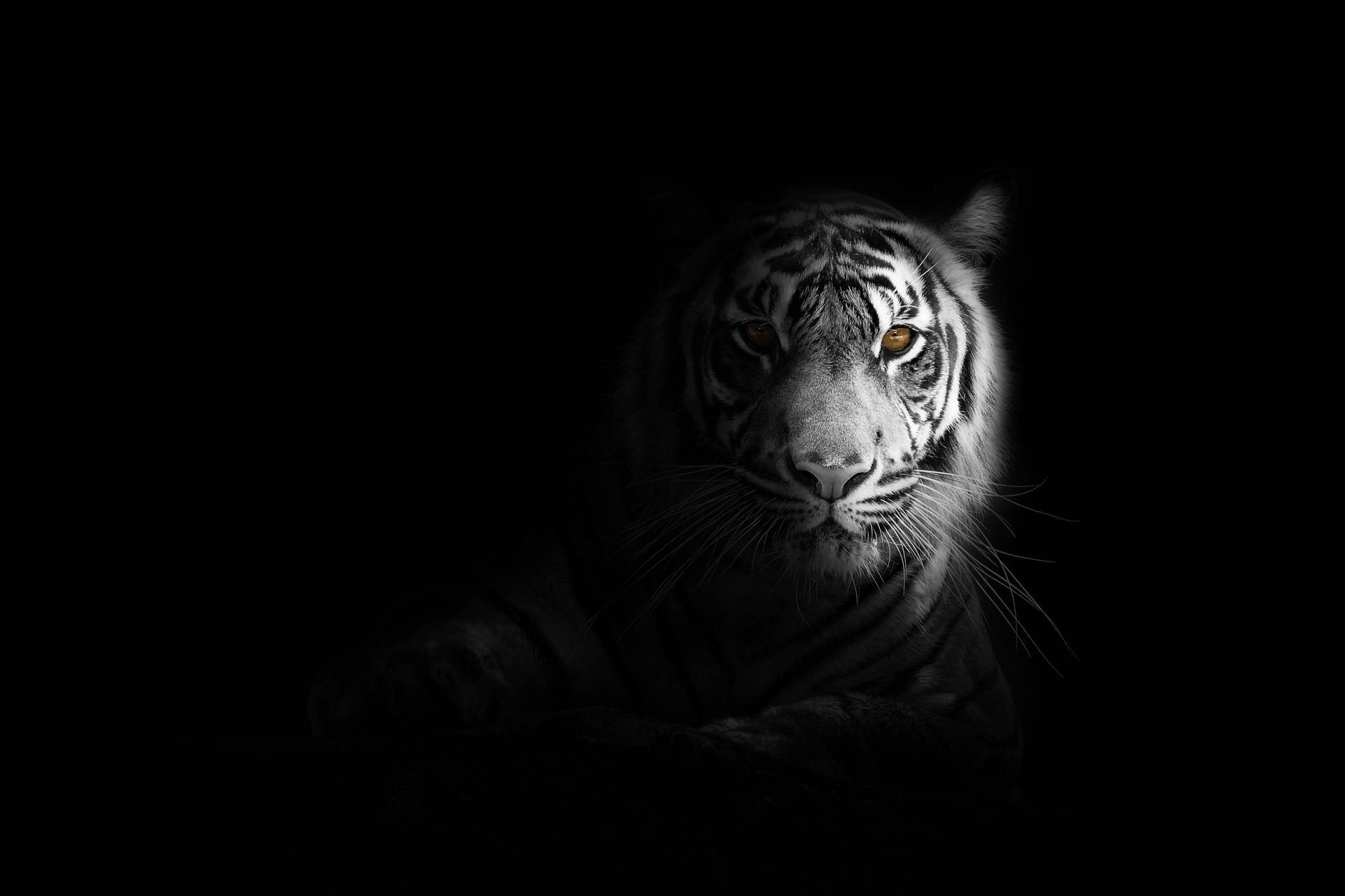 Sorte Tiger Striber I Mørket Wallpaper