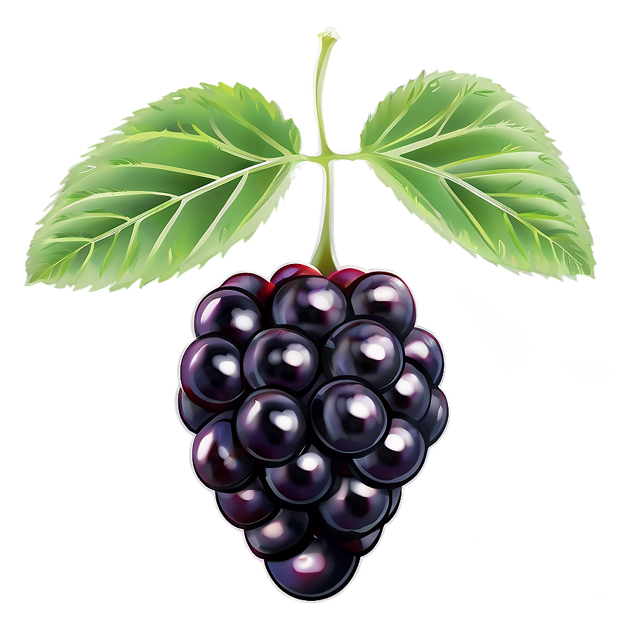 Sour Blackberry Fruit Png Snr67 PNG