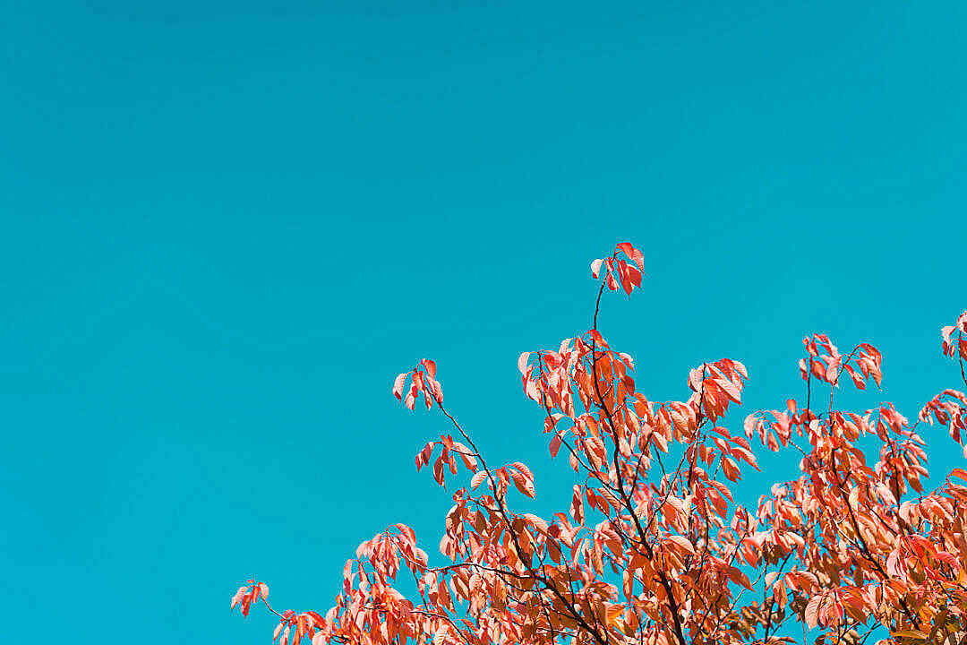 Herbstdesktopmit Einem Sourwood Baum Wallpaper