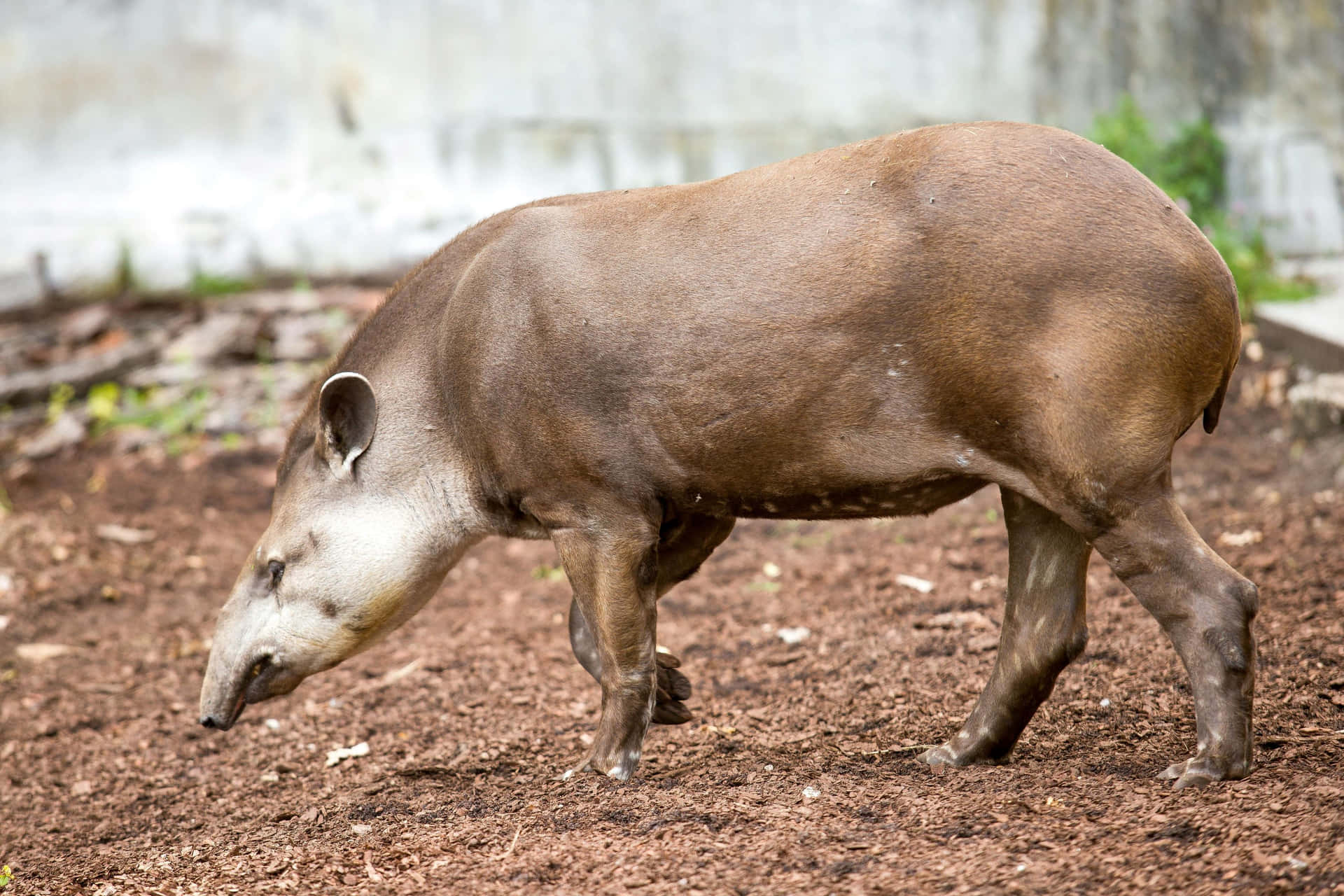 Download South American Tapir Walking Wallpaper | Wallpapers.com