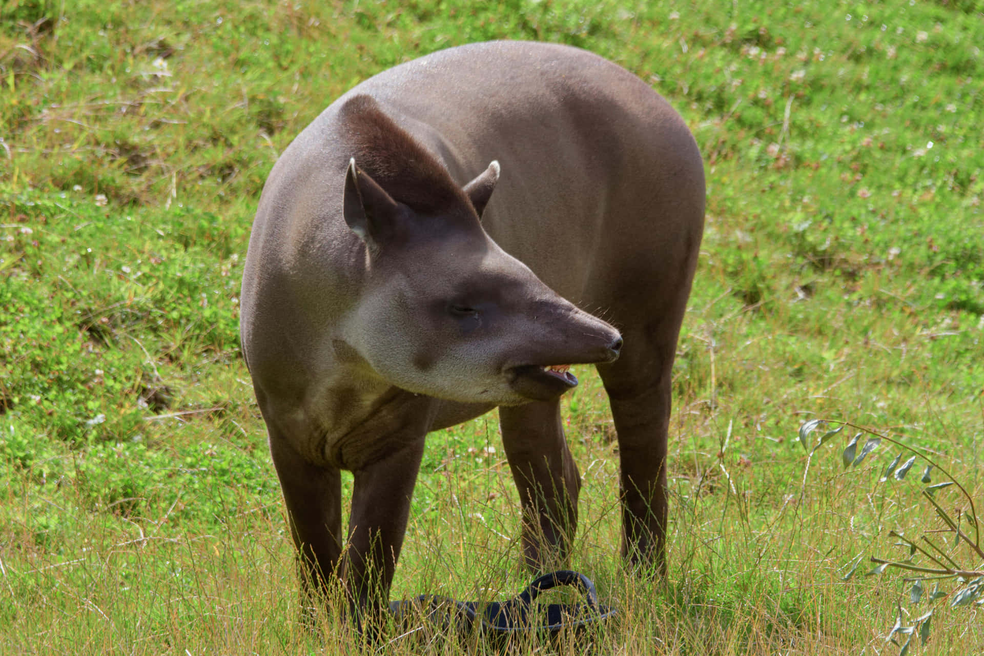 South American Tapirin Grassland.jpg Wallpaper