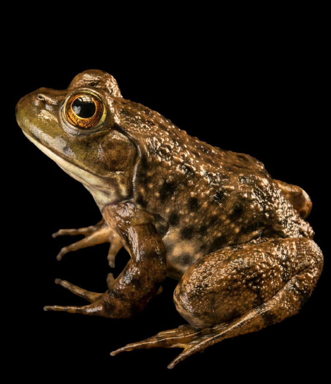 South Asian Brown Frog Portrait Wallpaper