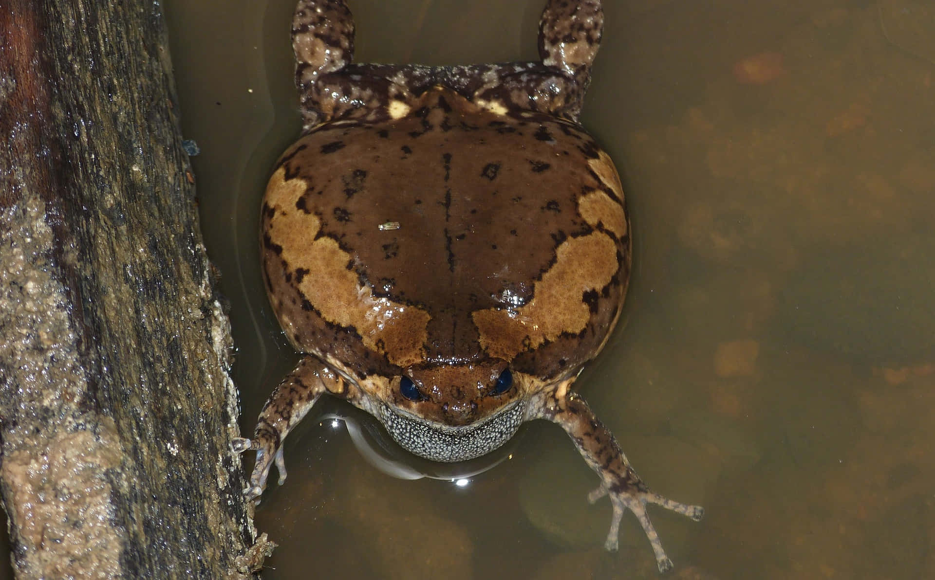 South Asian Brown Frog Water Edge.jpg Wallpaper