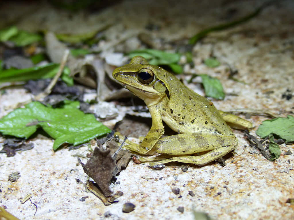 South Asian Frog On Ground.jpg Wallpaper