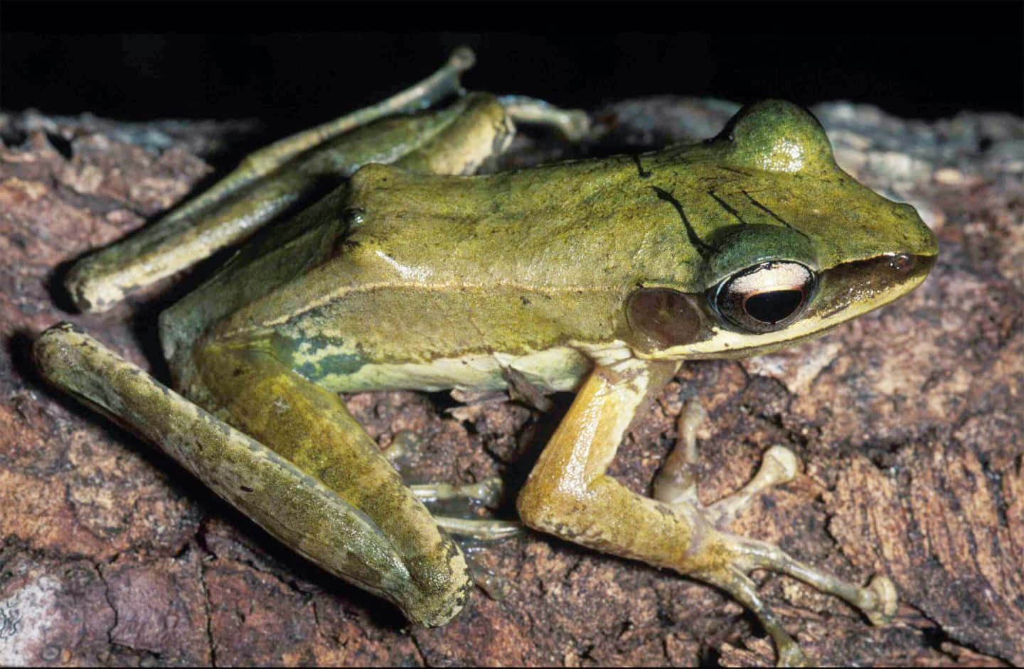 South Asian Green Frog On Bark Wallpaper