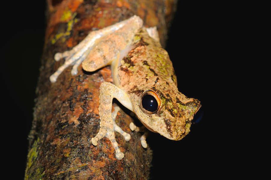 South Asian Tree Frog On Branch Wallpaper