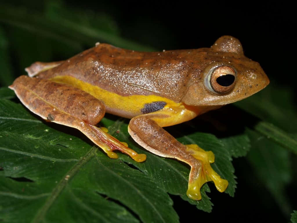 South Asian Yellow Striped Frog.jpg Wallpaper