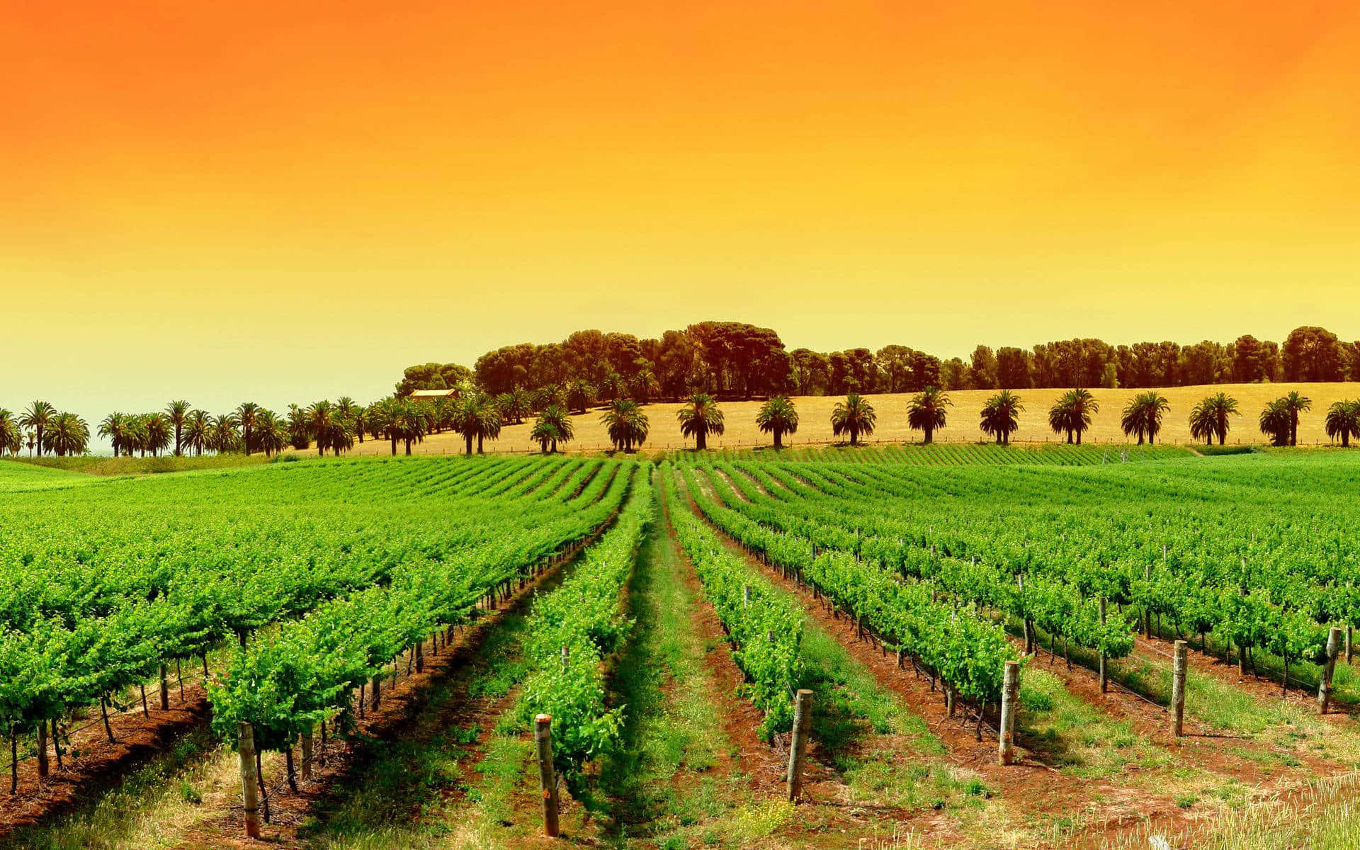 South Australia Vineyard Wallpaper