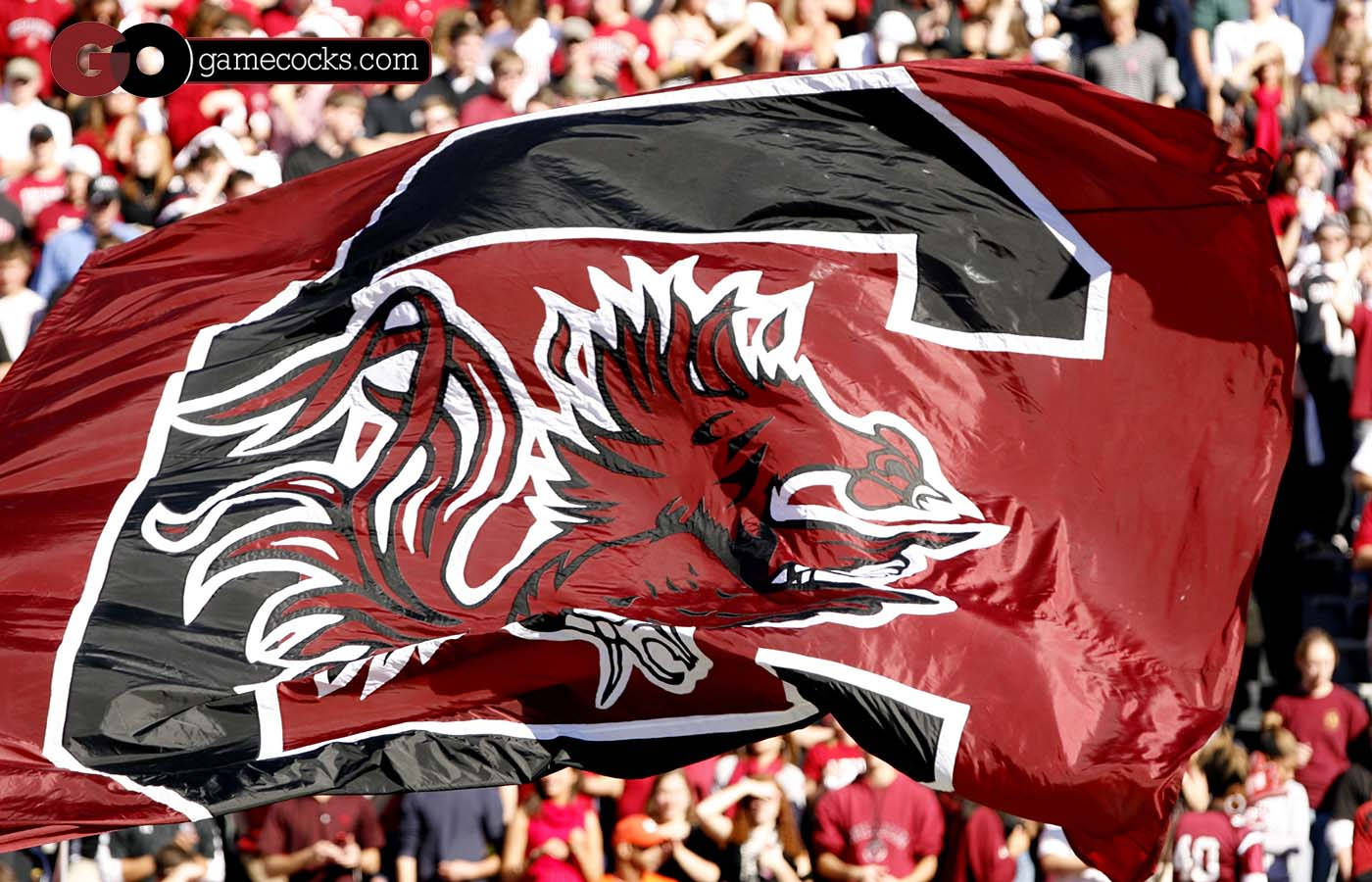 Show Proud Support for South Carolina Gamecocks Wallpaper