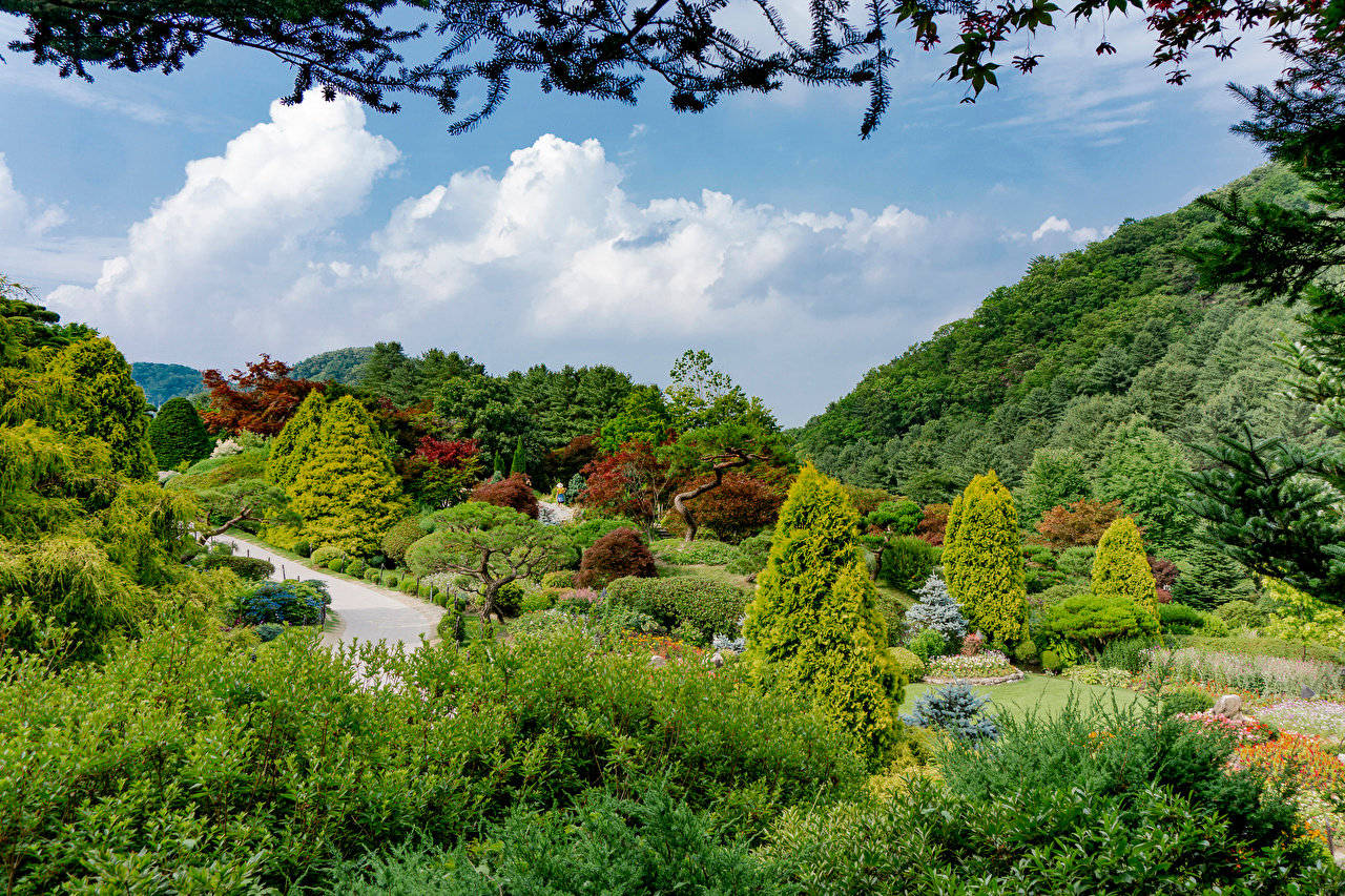Arboretodella Corea Del Sud Sfondo