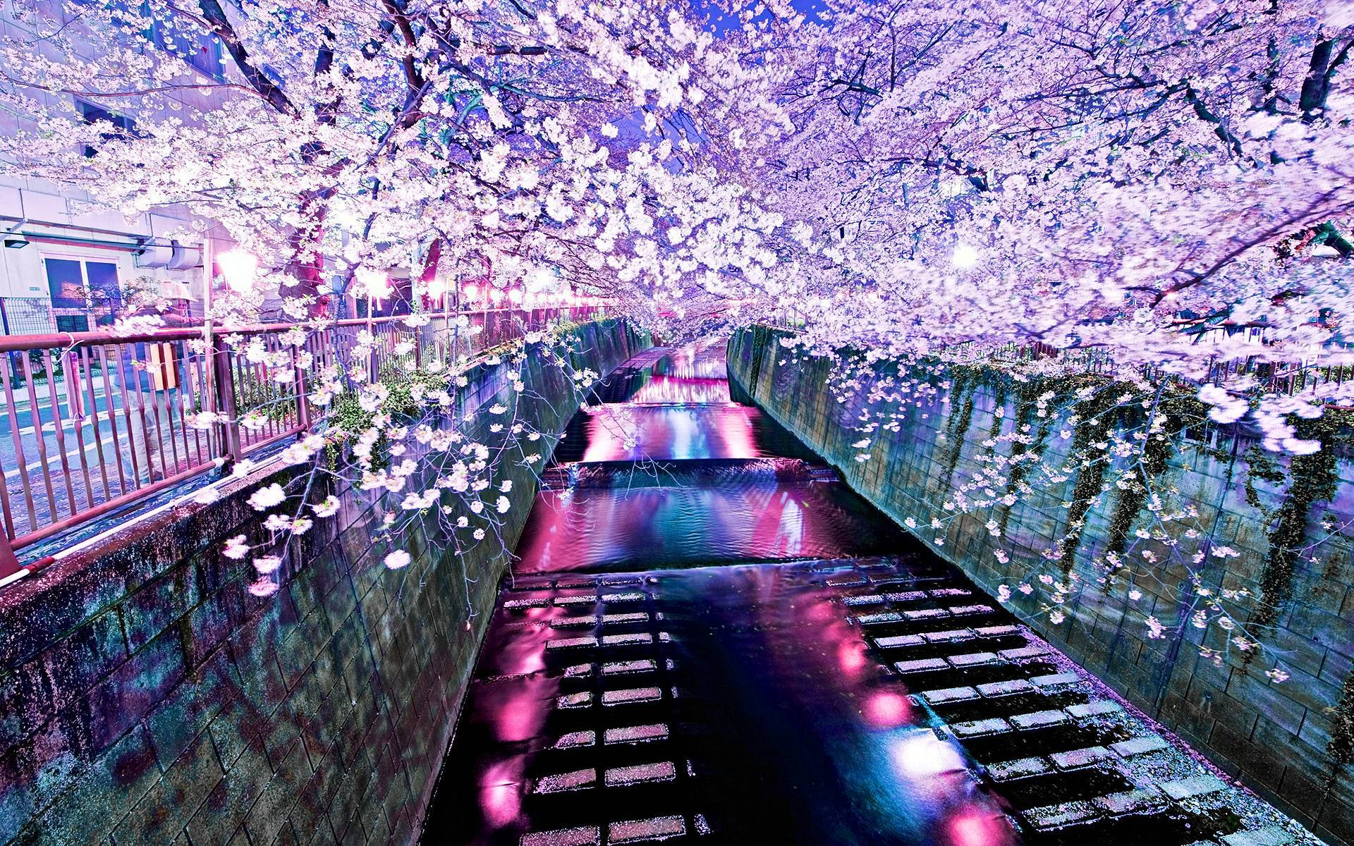 Südkoreakünstlerischer Kirschblütenbaum Wallpaper
