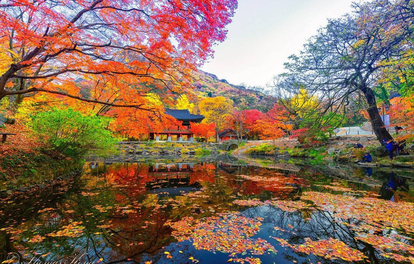 South Korea Autumn Season Wallpaper