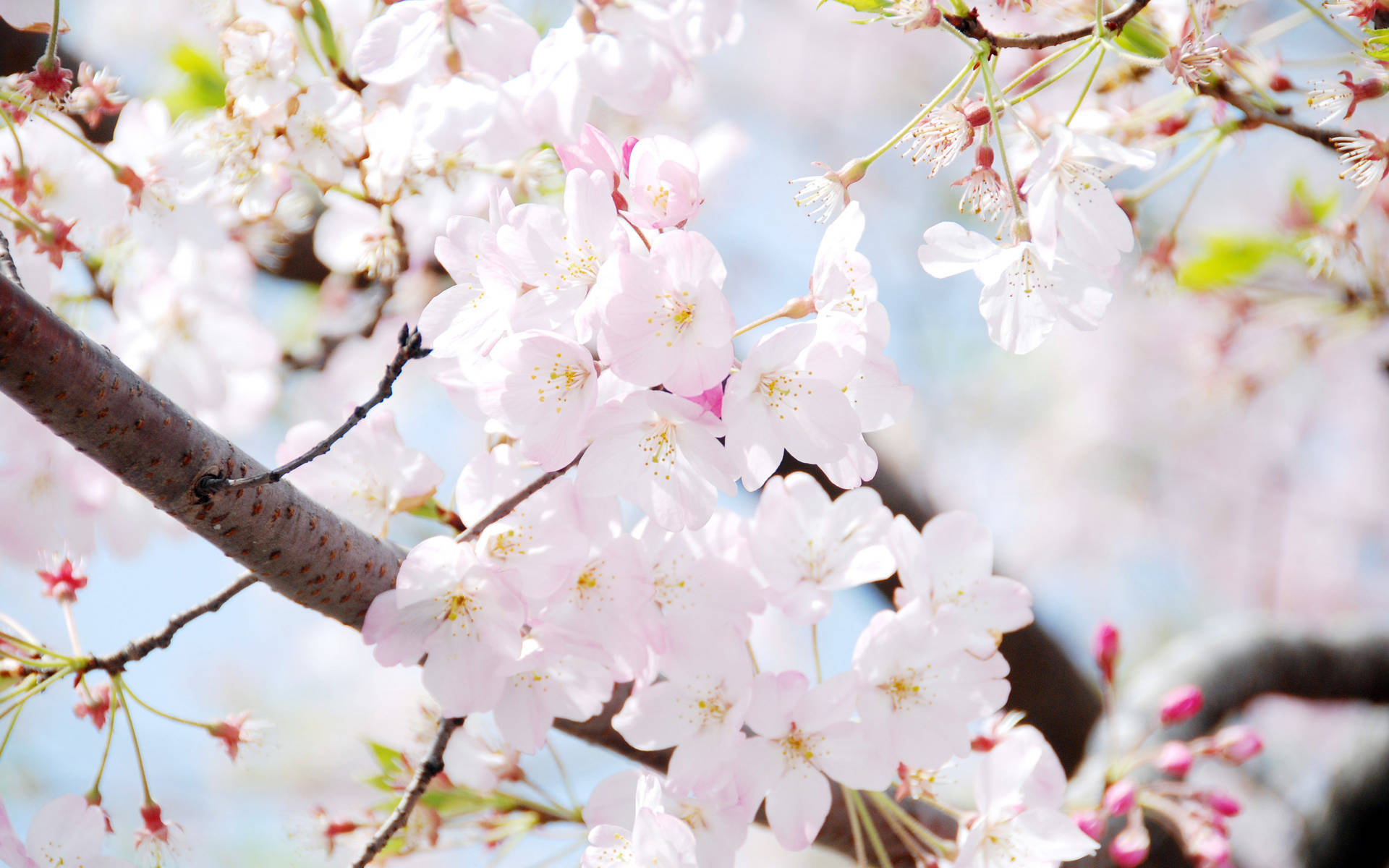 South Korea Cherry Blossom Closeup Photo Wallpaper