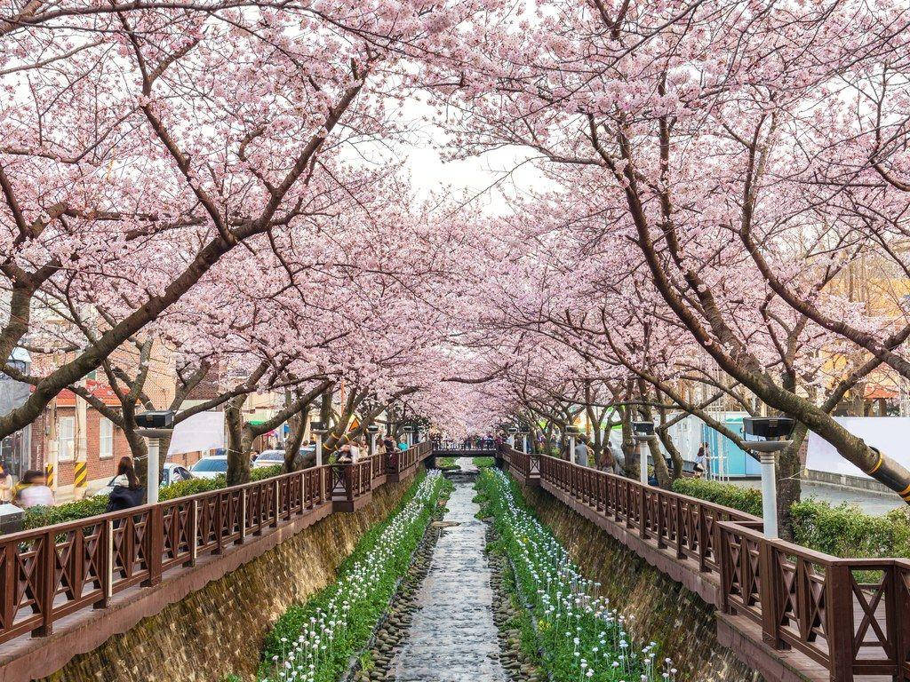 Festivalde Los Cerezos En Flor En Corea Del Sur. Fondo de pantalla