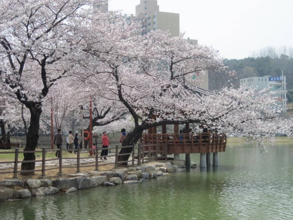 Sydkorea Kirsebærblomst HD Tapet Wallpaper