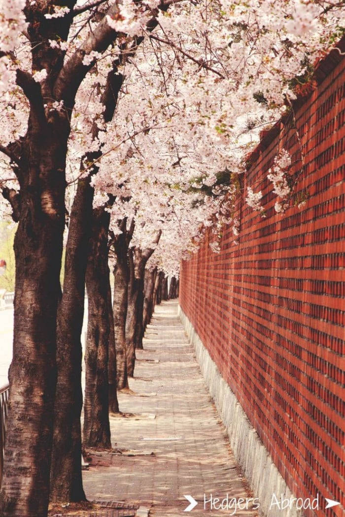 Sydkoreakörsbärsblommesträd. Wallpaper