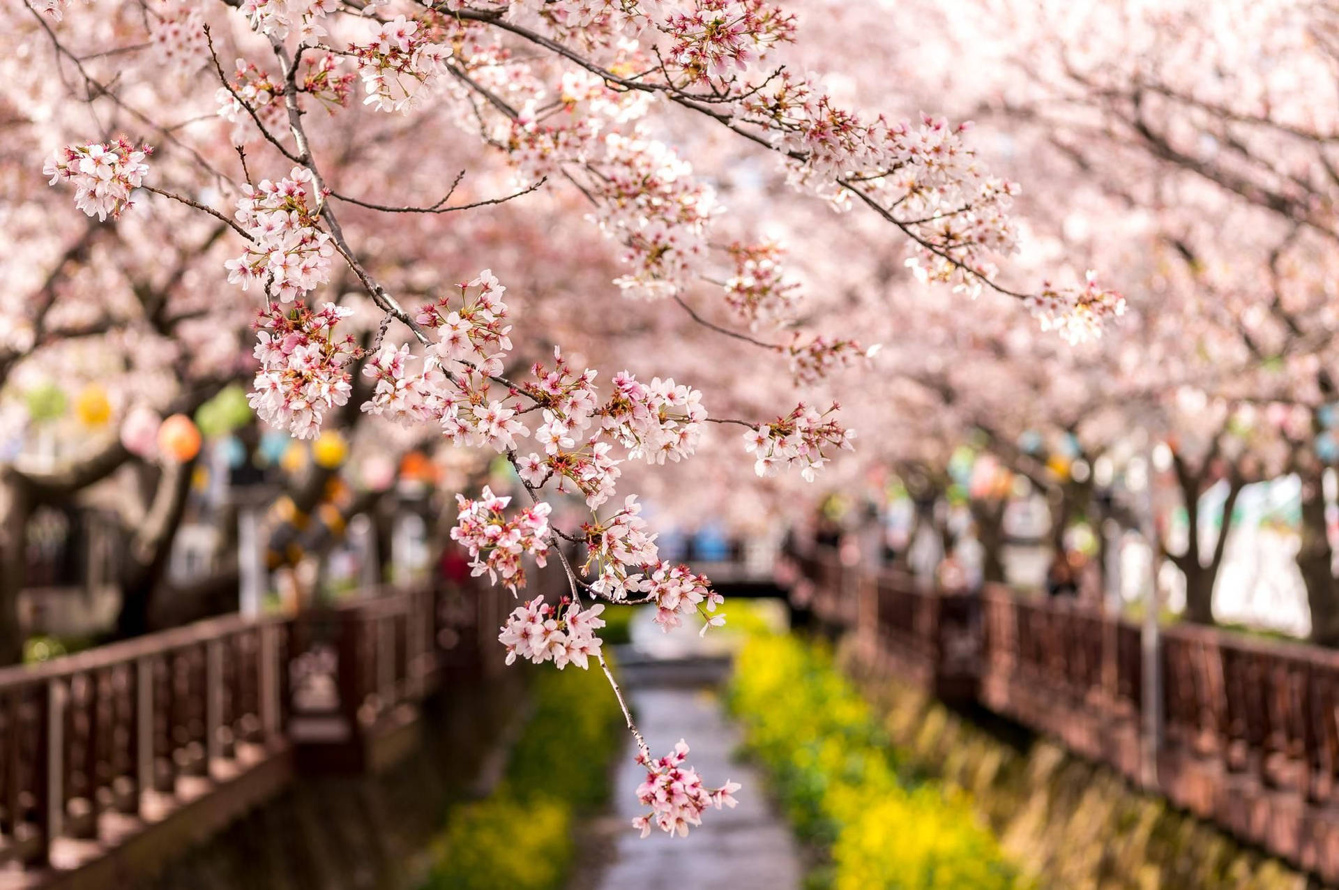 South Korea HD Cherry Blossom Wallpaper