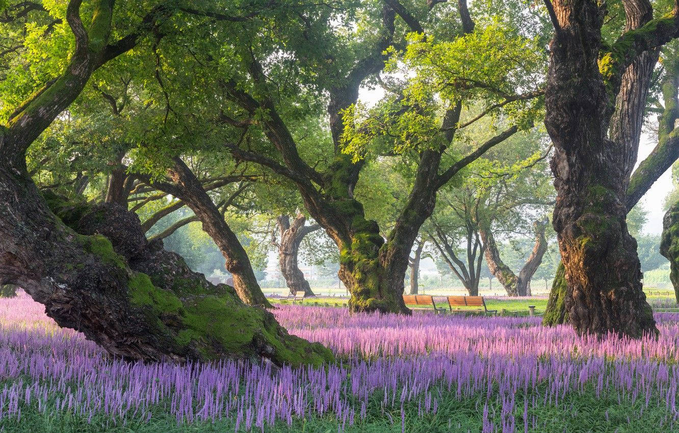 South Korea Lavender Field Wallpaper