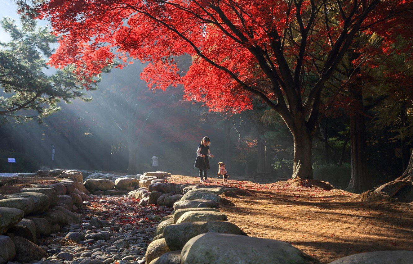 South Korea Park Red Tree Wallpaper