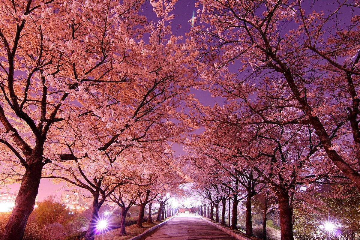 South Korea Park With Cherry Blossoms Wallpaper