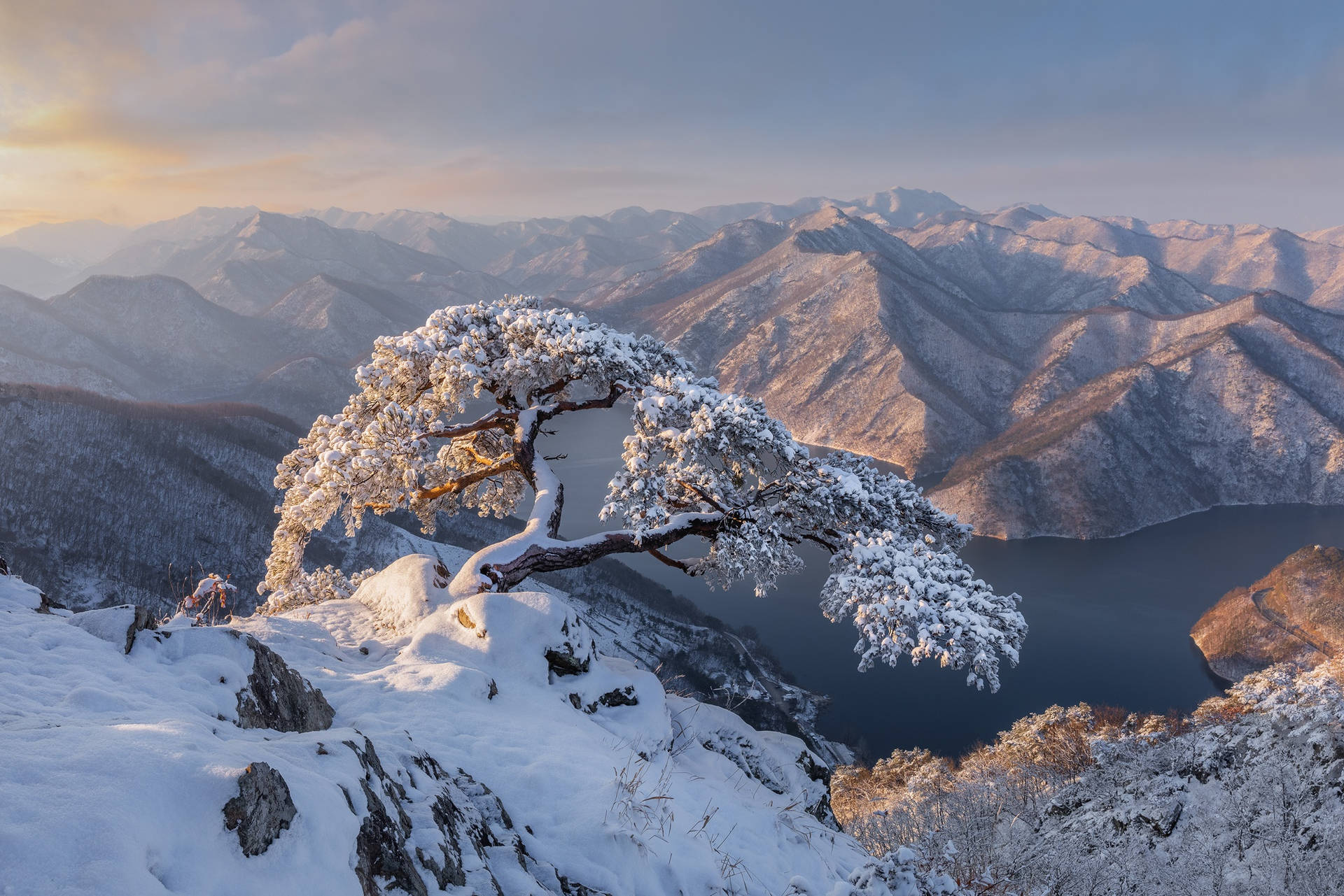 Coreiado Sul Neve. Papel de Parede