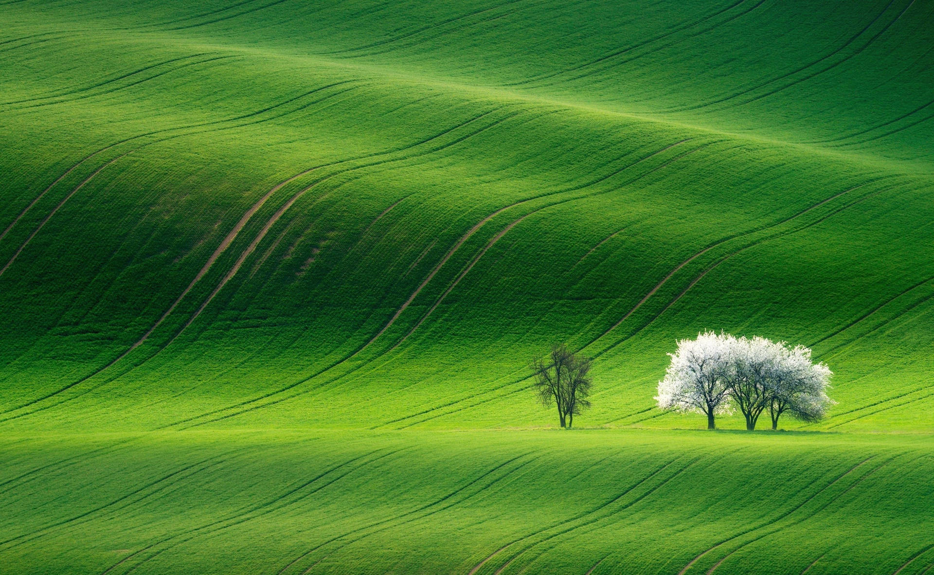 Collina Verde Della Moravia Meridionale Sfondo