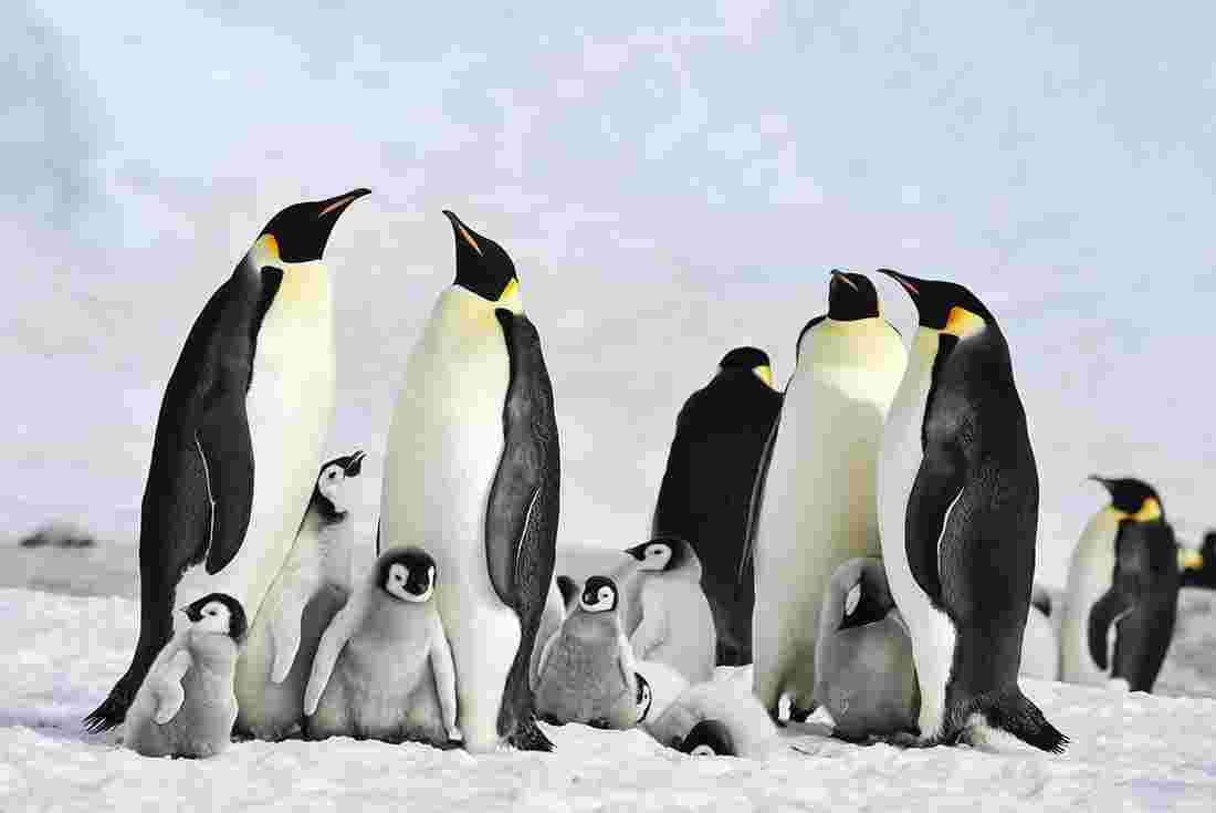 A Group Of Penguins Standing In The Snow