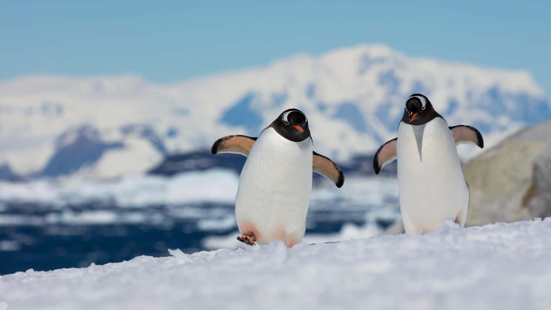 Exploring the wonders of the South Pole