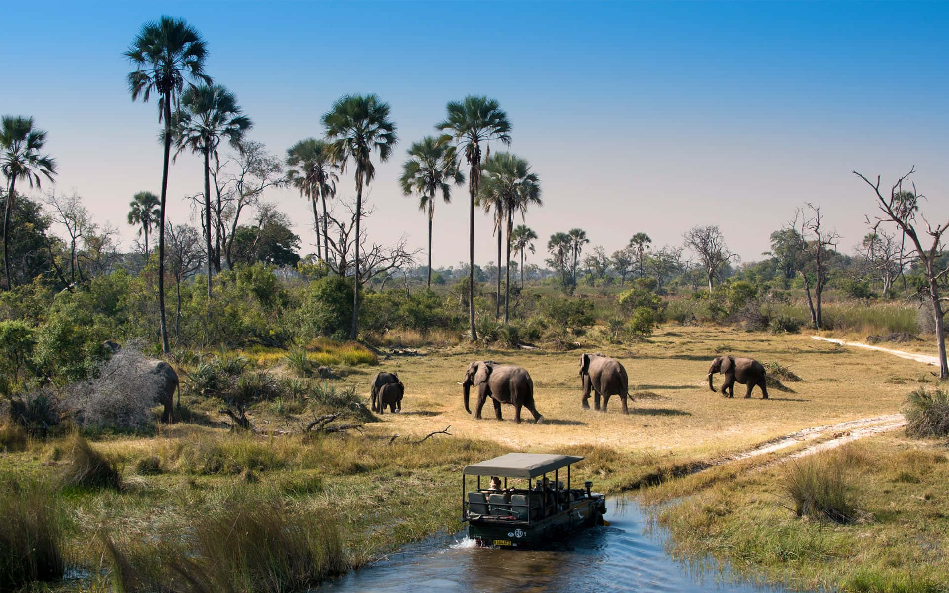 Södraafrikansk Safari I Okavangodeltat. Wallpaper