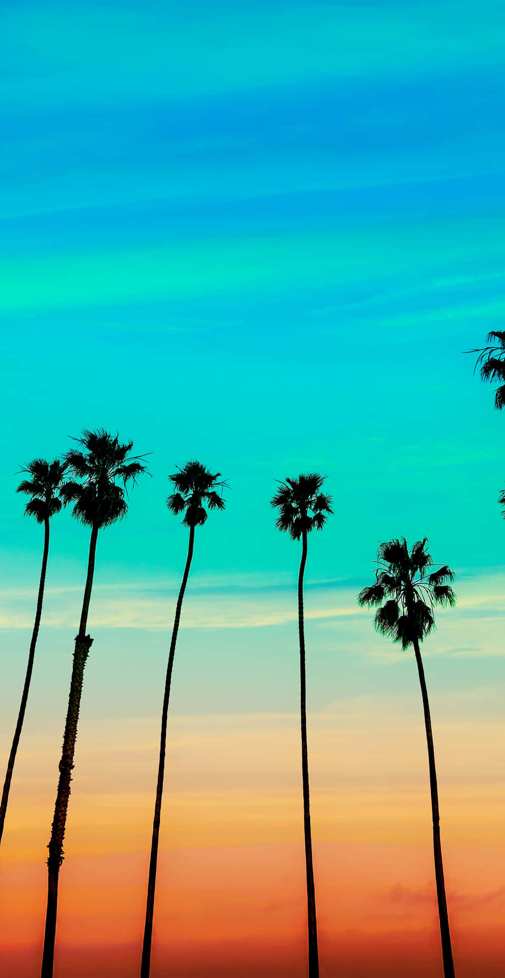 Palme skygger mod en farverig solnedgang Wallpaper