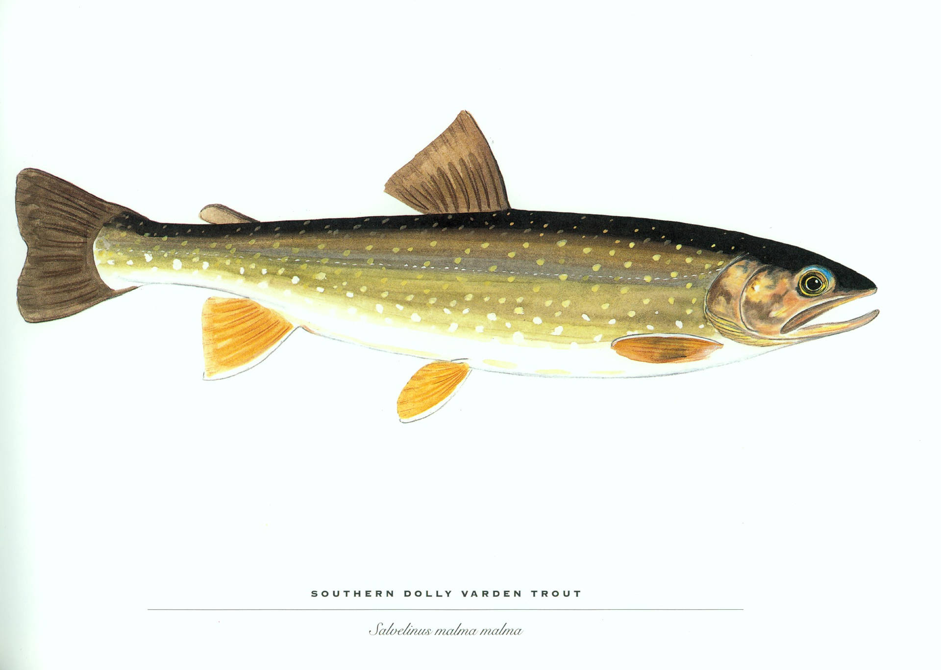 Southern Dolly Varden Trout Wallpaper
