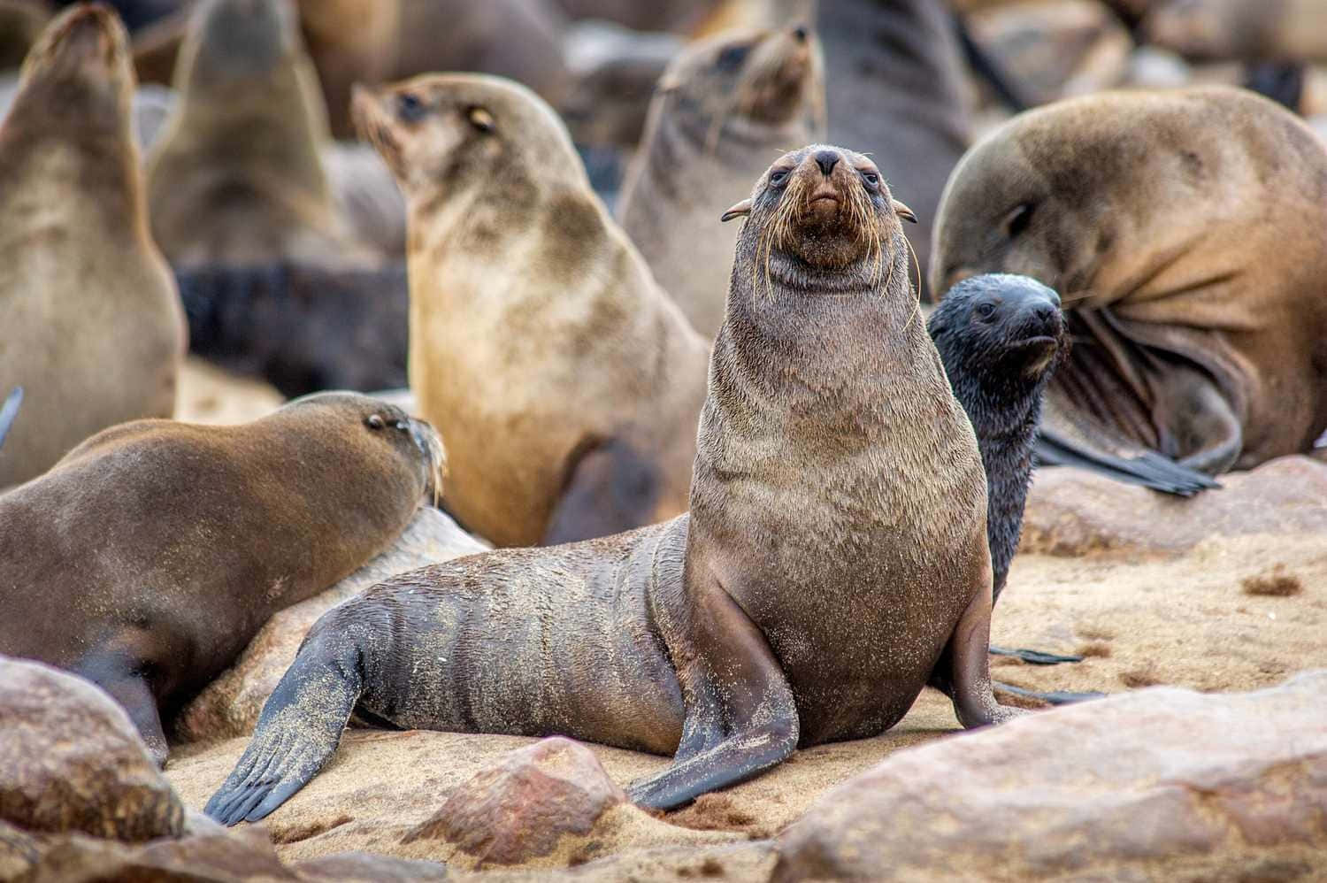 Southern Fur Seal Colony Resting Wallpaper