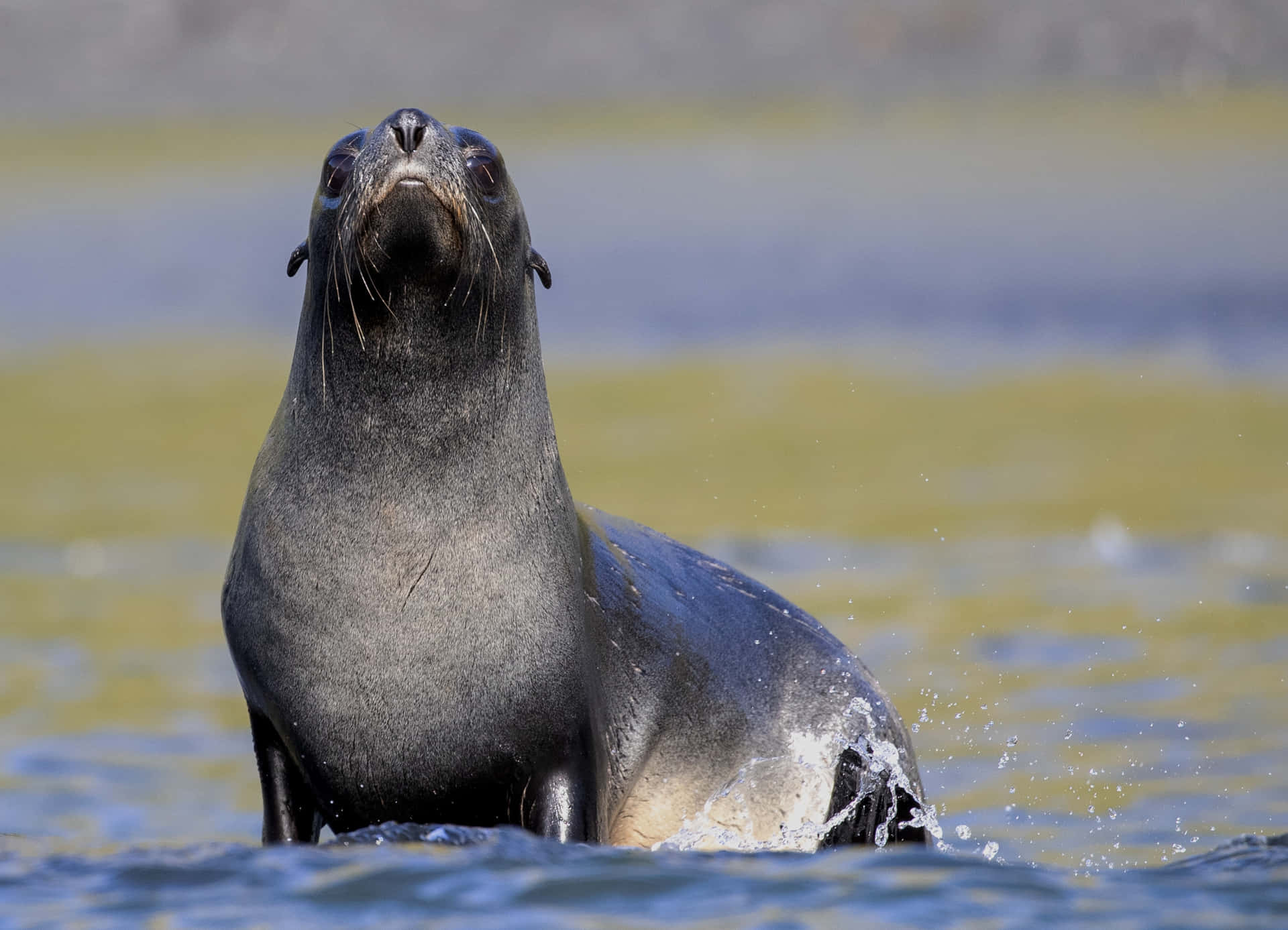 Anjing Laut Bulu Selatan Muncul Dari Air Wallpaper