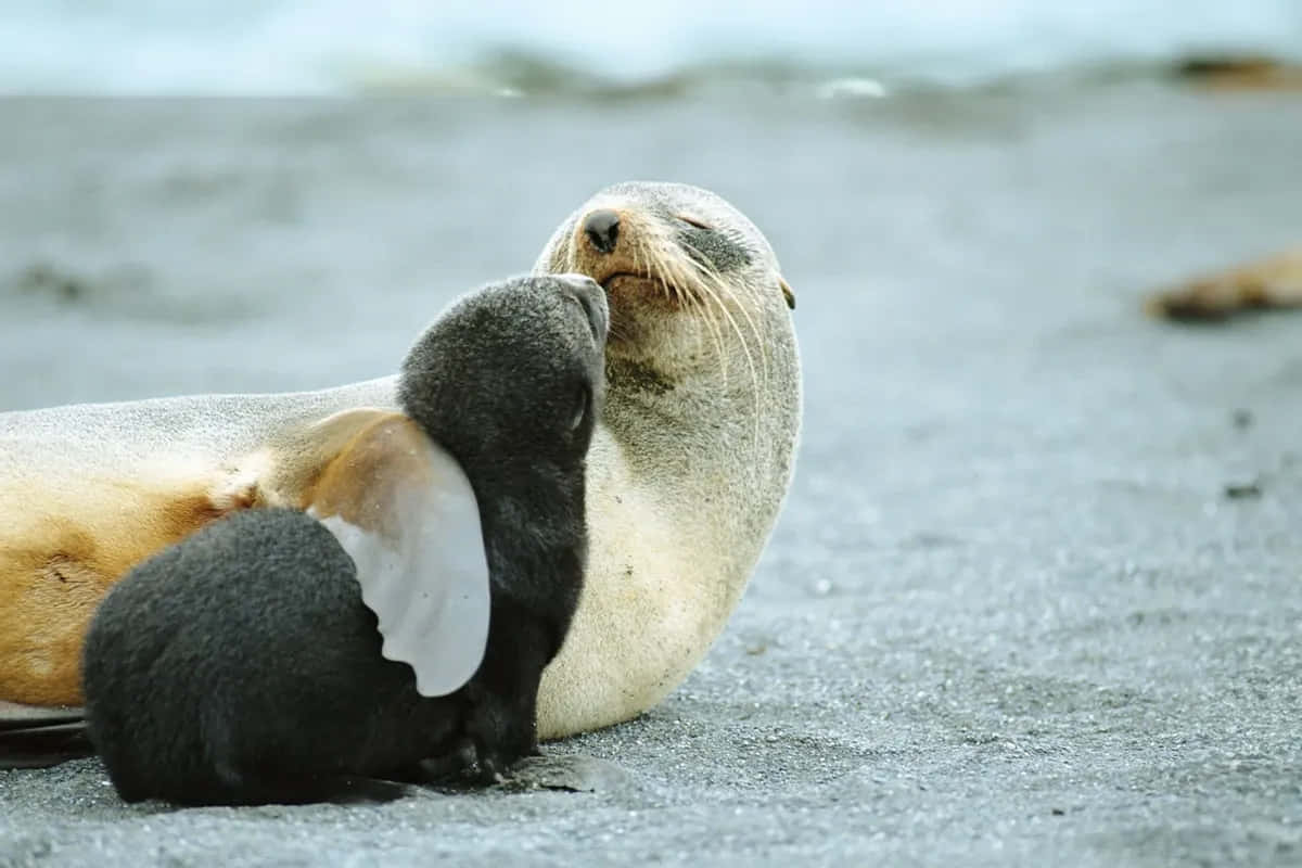 Southern Fur Seal Motherand Pup Affection Wallpaper