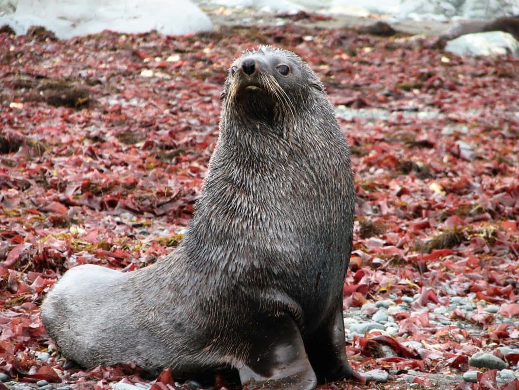 Southern Fur Seal On Red Seaweed Wallpaper