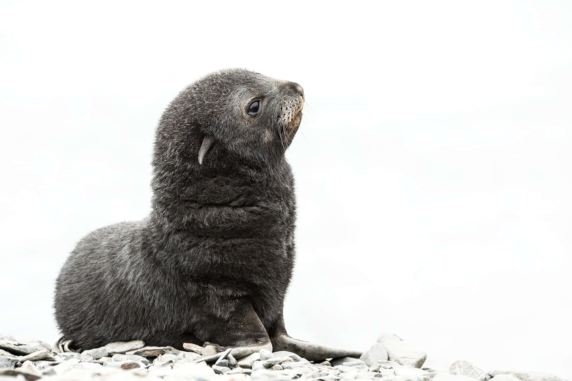 Southern Fur Seal Pup Portrait Wallpaper