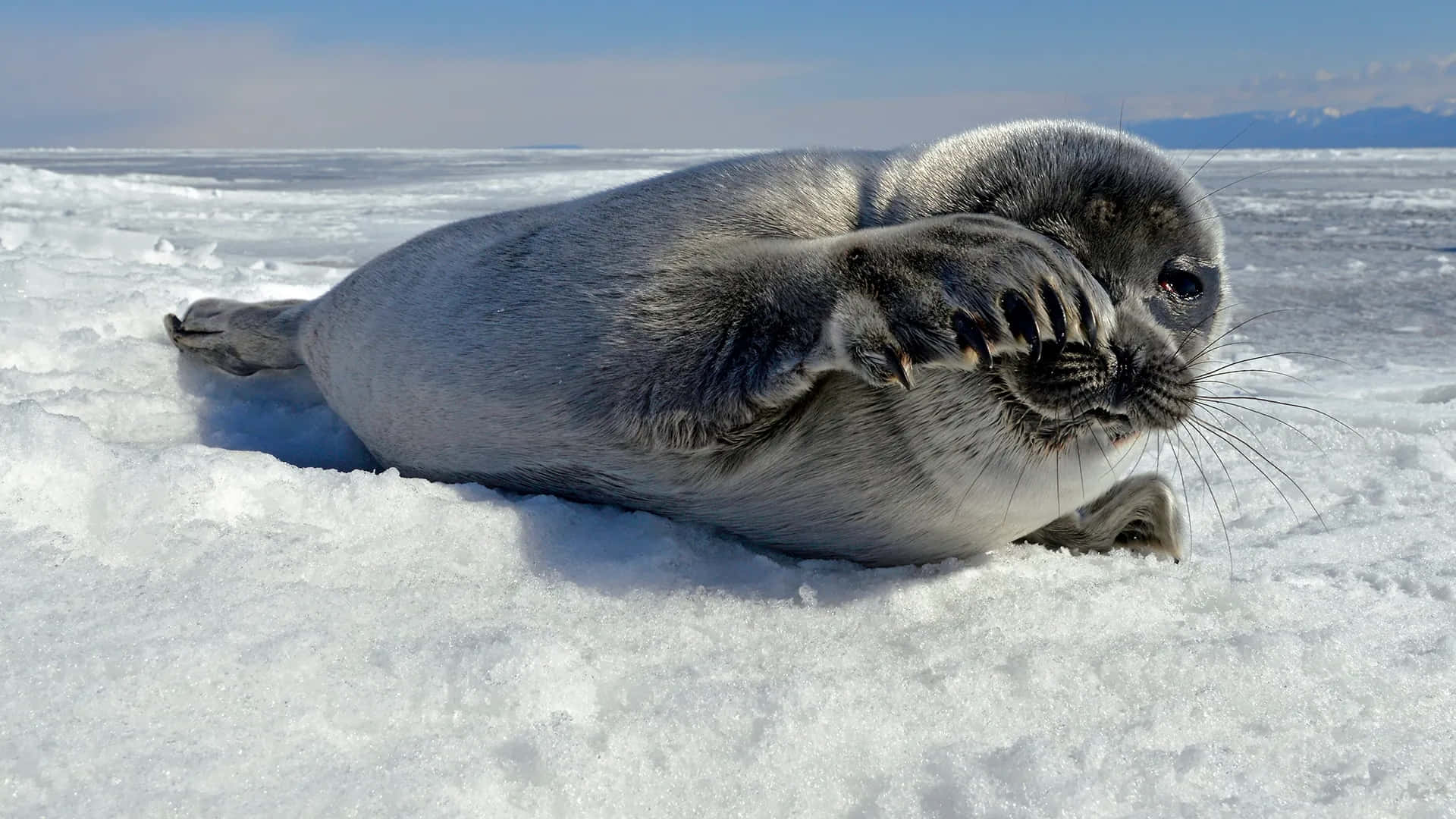 Southern Fur Seal Pup Restingon Ice Wallpaper