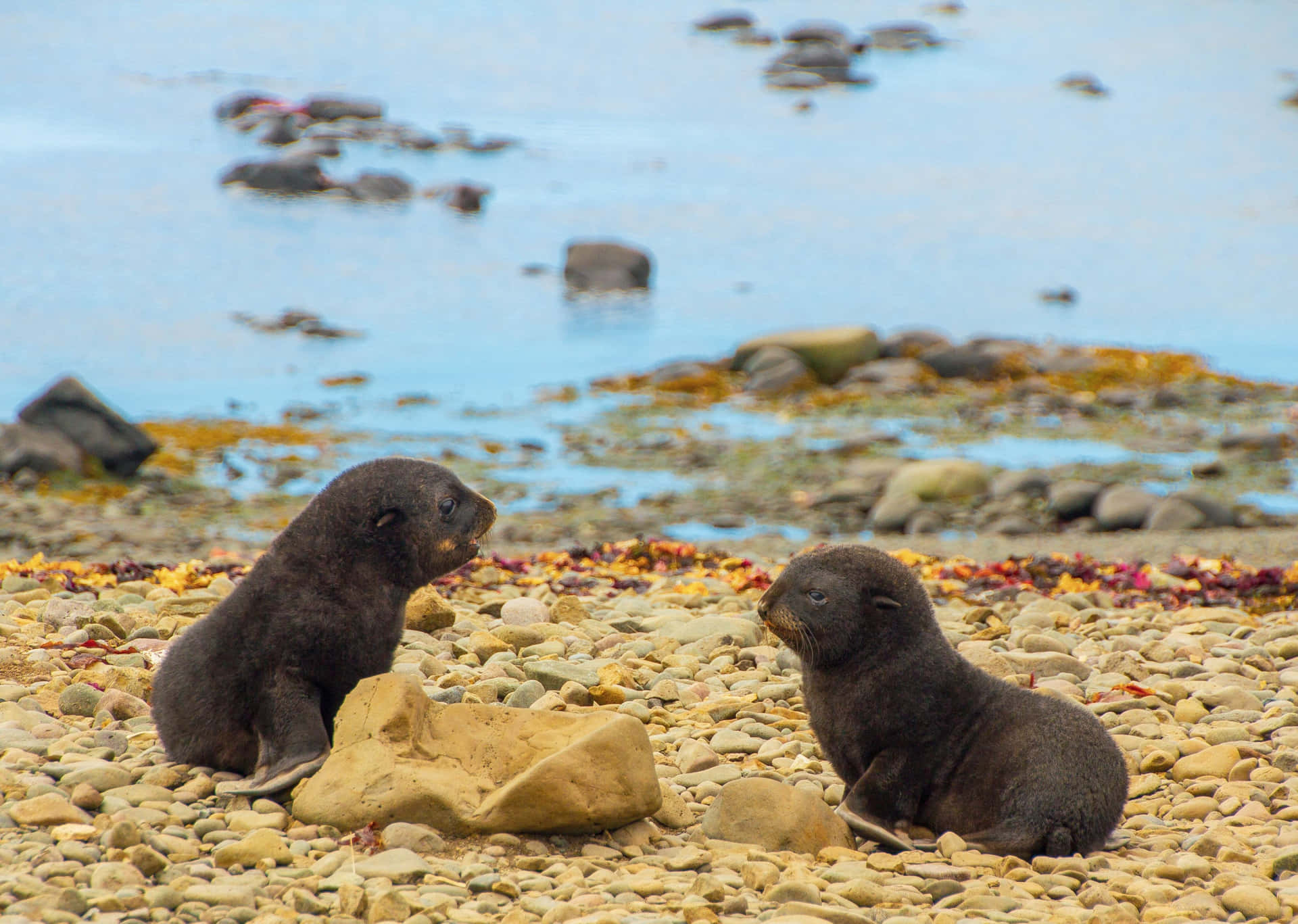 Southern Fur Seal Pups Restingon Shoreline Wallpaper