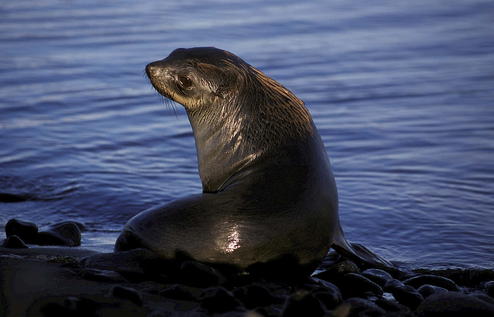 Southern Fur Seal Restingon Shoreline.jpg Wallpaper