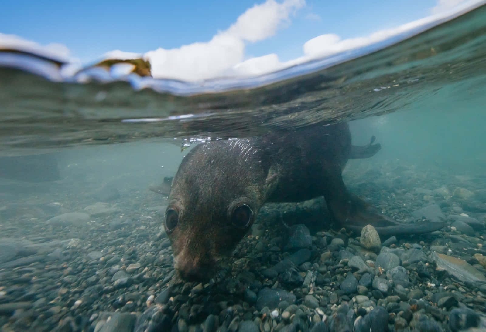 Southern Fur Seal Underwater Adventure Wallpaper