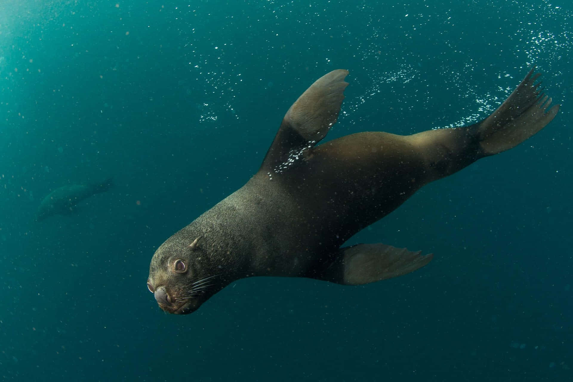 Southern Fur Seal Underwater Swim Wallpaper