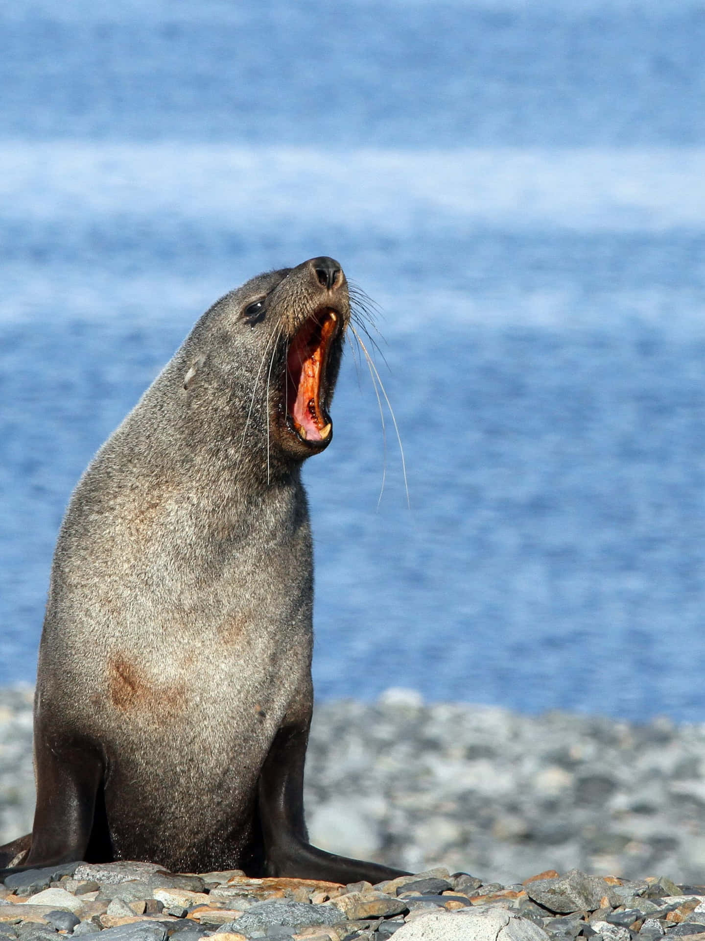 Zuidelijke Zeehond Vocaliserend Achtergrond