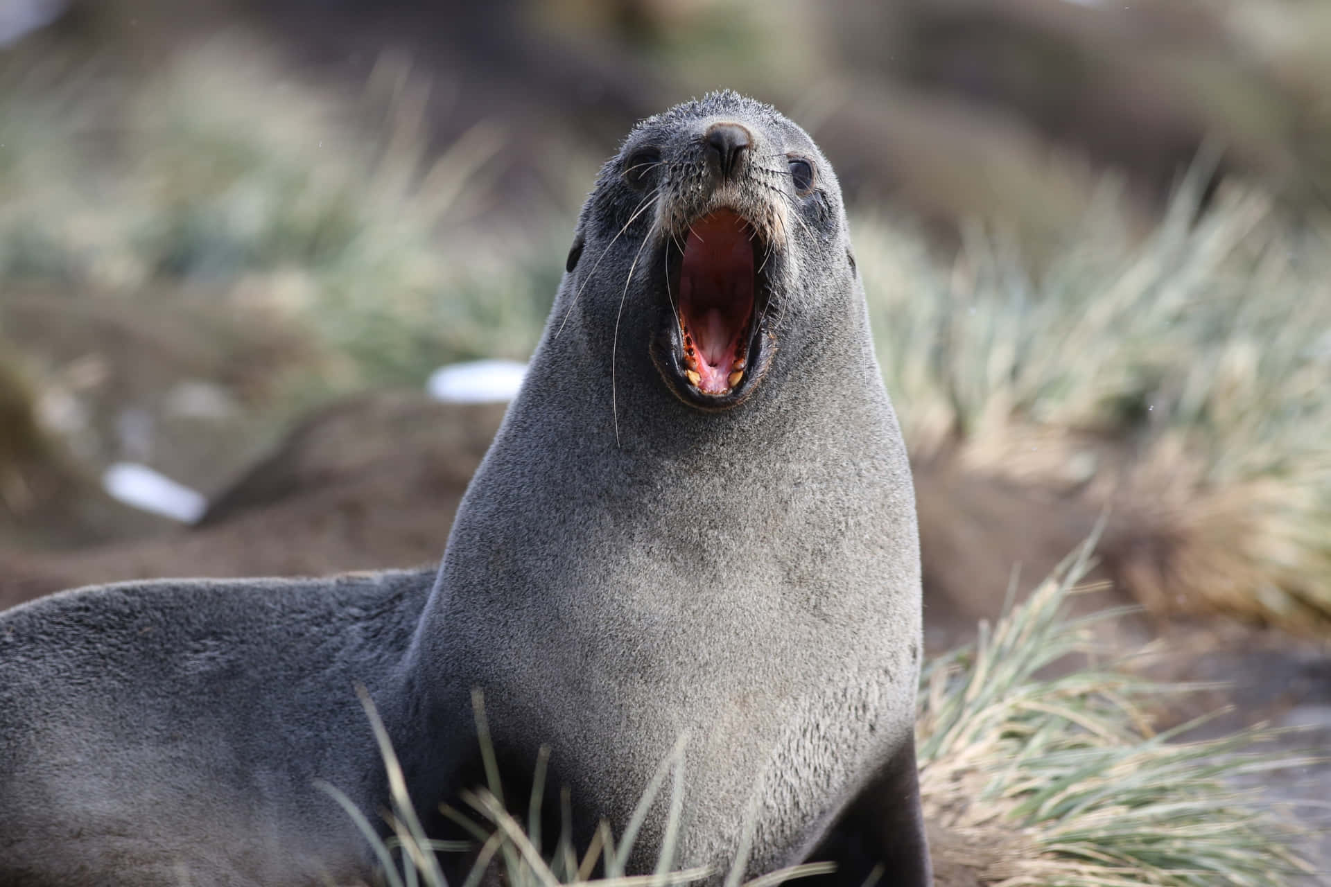 Southern Fur Seal Vocalizing.jpg Wallpaper