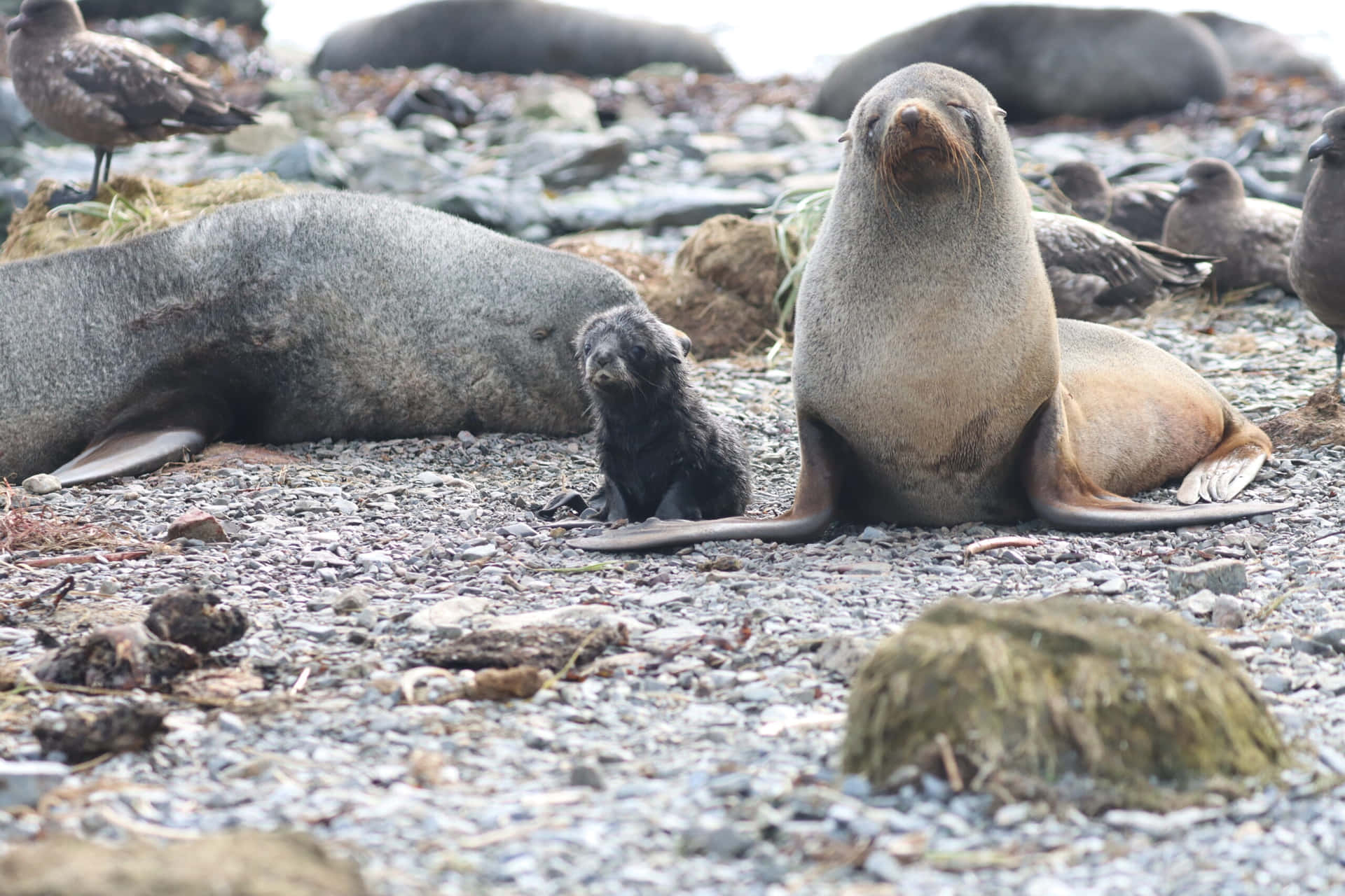 Southern_ Fur_ Seal_with_ Pup.jpg Wallpaper