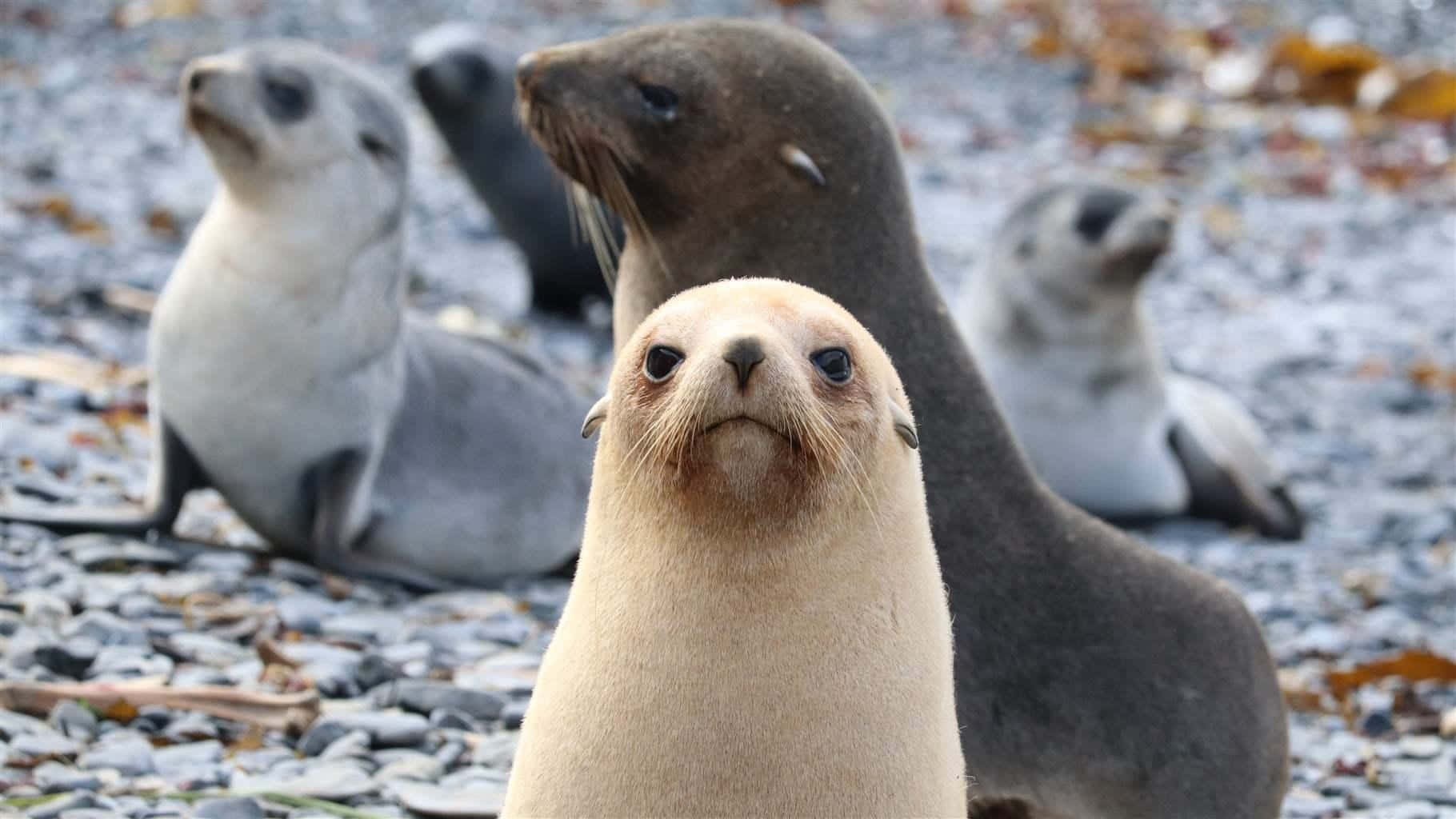 Southern Fur Seals Gathering.jpg Wallpaper