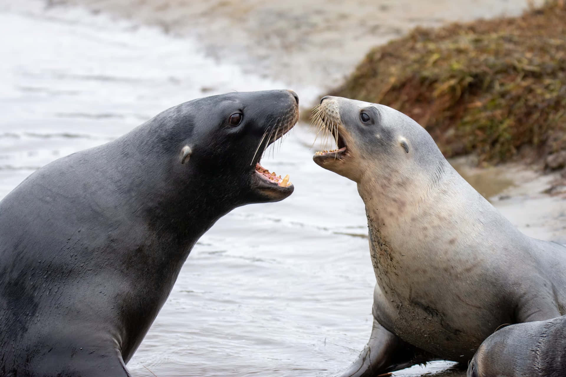 Southern Fur Seals Interaction Wallpaper