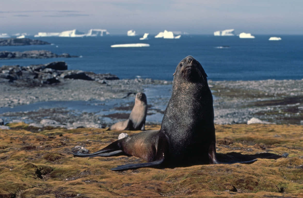 Southern Fur Seals Resting Near Ocean Wallpaper
