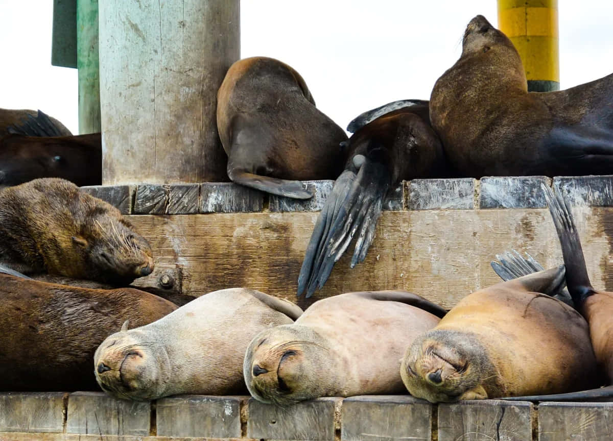 Southern Fur Seals Restingon Dock Wallpaper